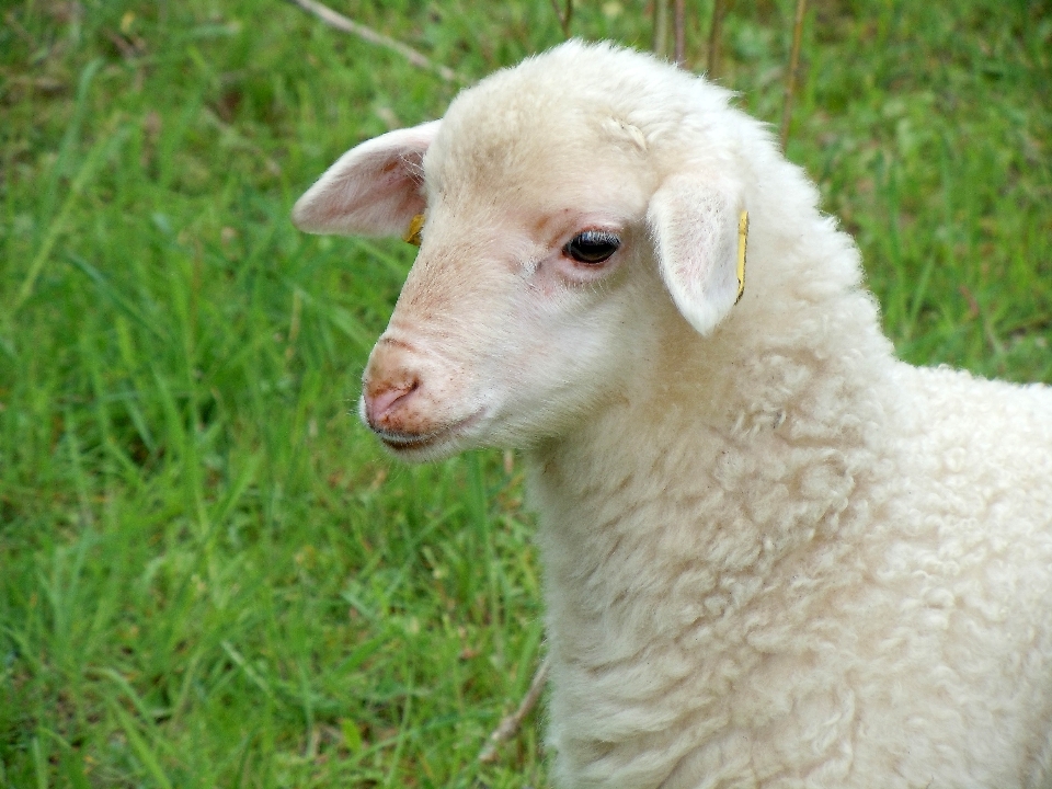 Nature pâturage
 mouton mammifère