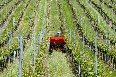 Foto Kebun anggur traktor bidang peternakan