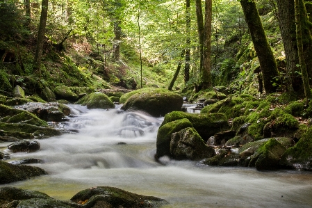 Water nature forest rock Photo