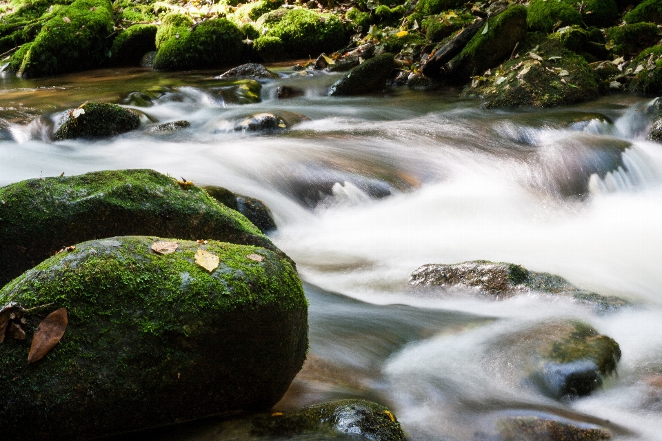 Eau nature forêt rock