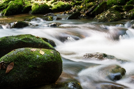 Water nature forest rock Photo