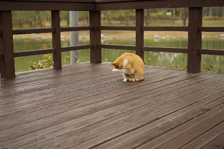 Table deck wood floor Photo