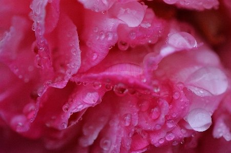 Nature blossom dew plant Photo