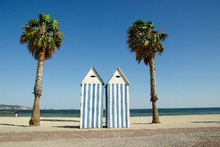 Beach sea coast tree Photo