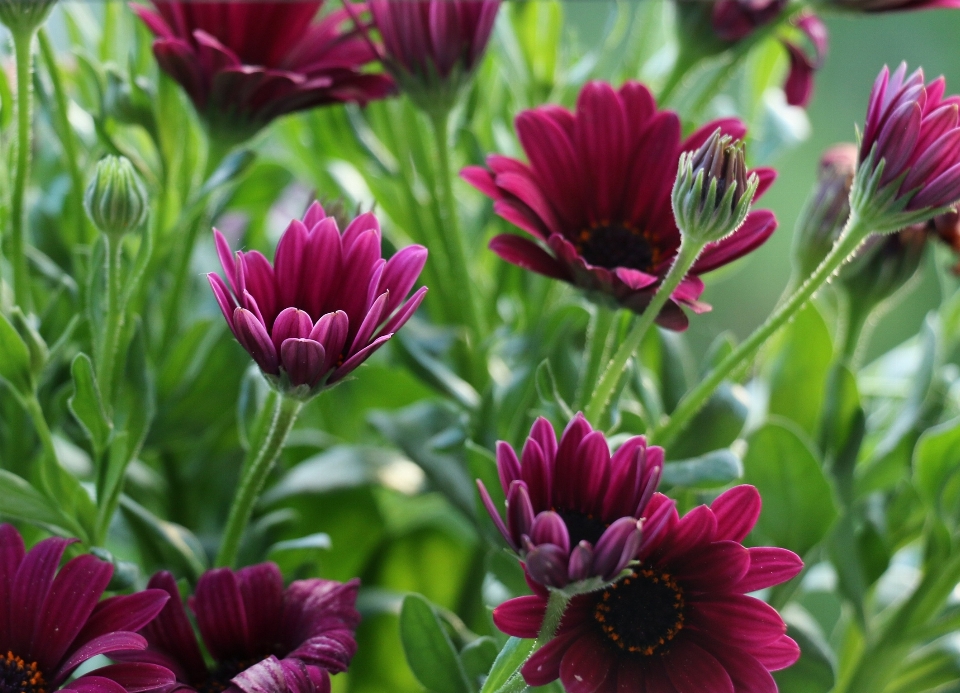 Blossom plant flower petal