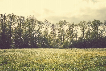 Landscape tree nature forest Photo