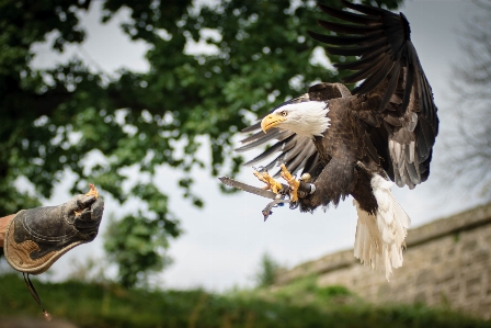 Foto Alam burung sayap sarung tangan