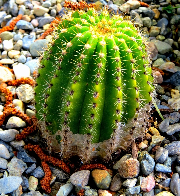 Nature cactus plant flower