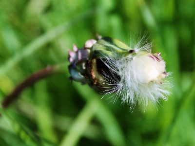 Landscape nature grass blossom Photo