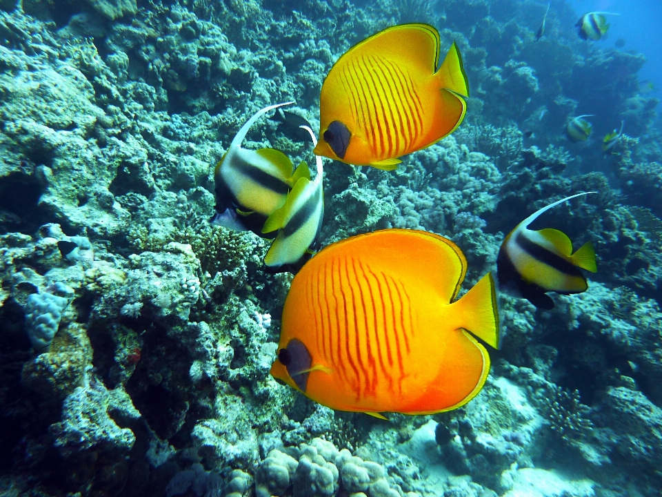 Sea water diving underwater