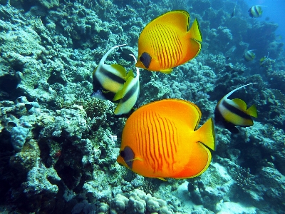 Sea water diving underwater Photo