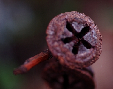 Nature plant photography leaf Photo