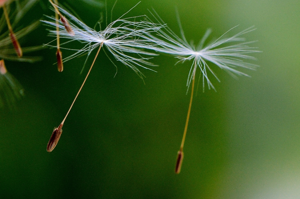 Natur gras zweig tau