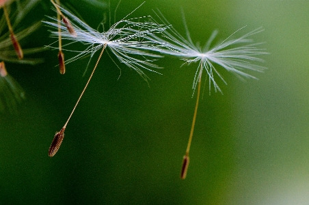 自然 草 ブランチ 露 写真