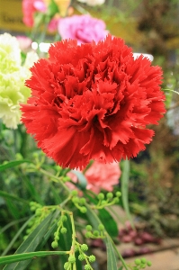 Foto Pianta fiore petalo rosso