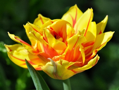 Blossom plant flower petal Photo