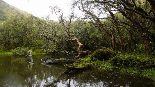 Landscape tree nature forest Photo