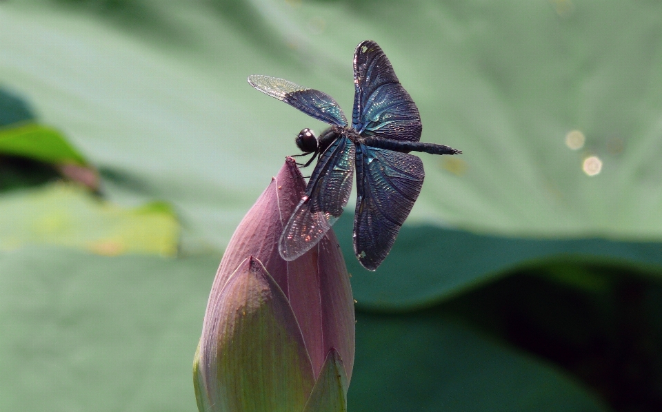 Nature wing photography leaf