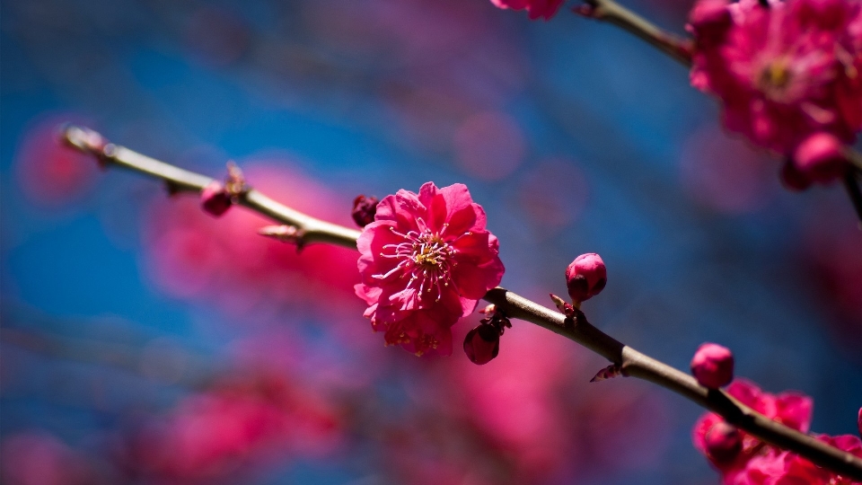 ブランチ 花 植物 写真撮影