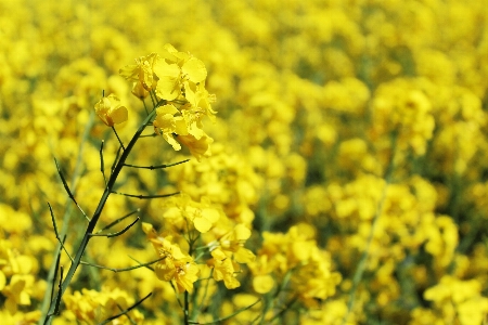 風景 自然 花 植物 写真