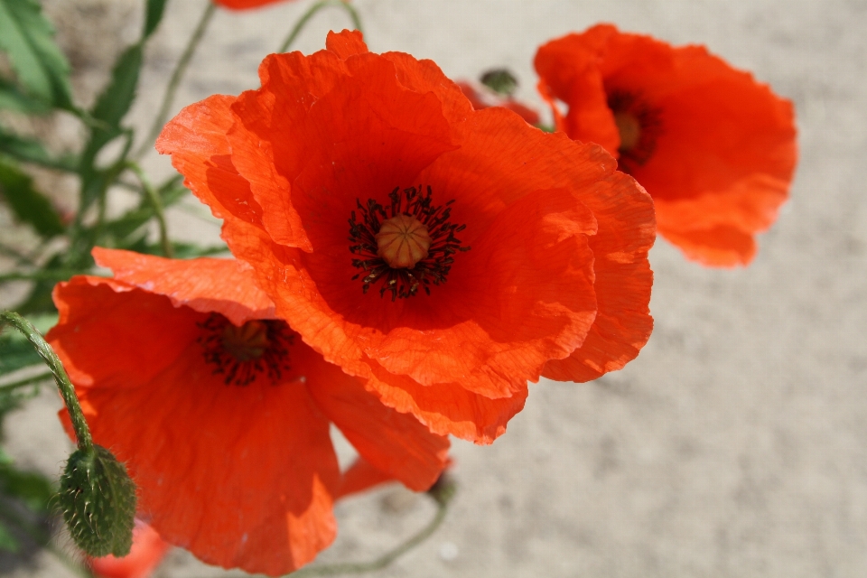 Natura fiore pianta campo