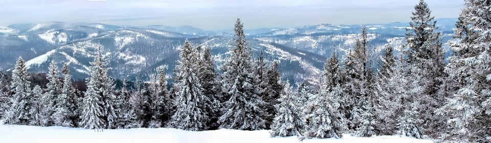 пейзаж дерево природа лес