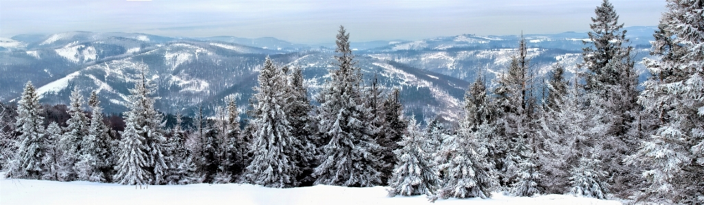 Landscape tree nature forest Photo