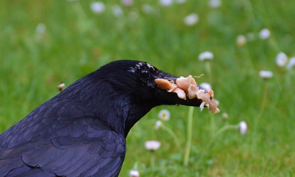 Vogel fliege tierwelt schnabel