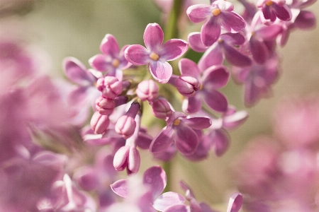 Nature branch blossom plant Photo