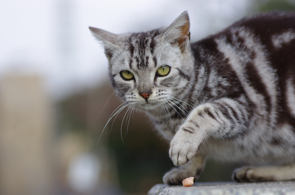 Camminare animale domestico gattino gatto