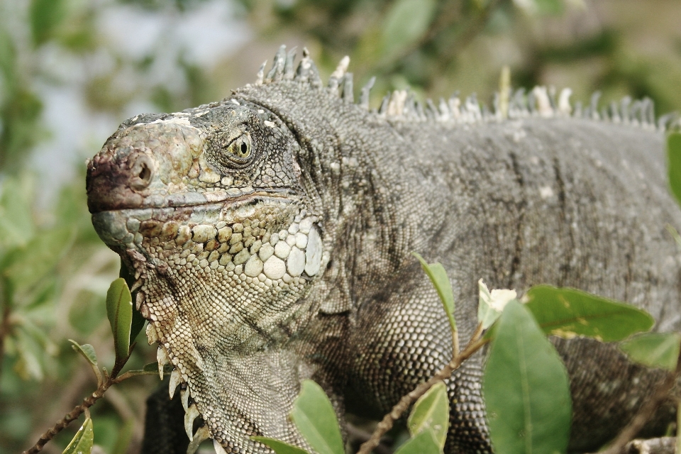 Animal wildlife reptile iguana