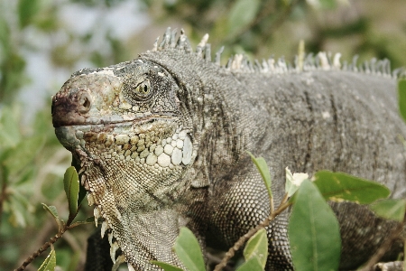 Photo Animal faune reptile iguane