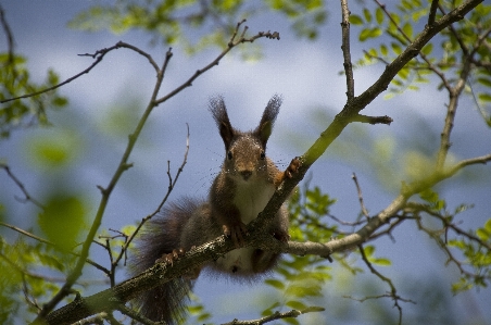 Tree nature branch bird Photo