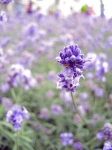 Foto Tanaman bidang padang rumput
 bunga