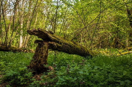 Tree nature forest swamp Photo