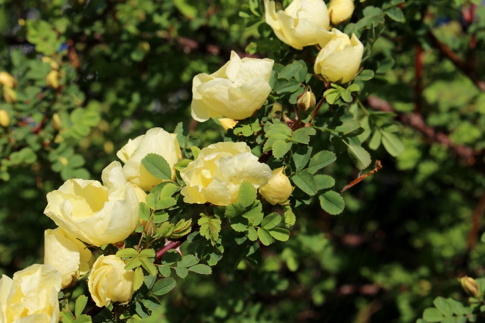 Rama florecer planta flor