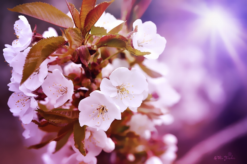 Natura ramo fiore leggero