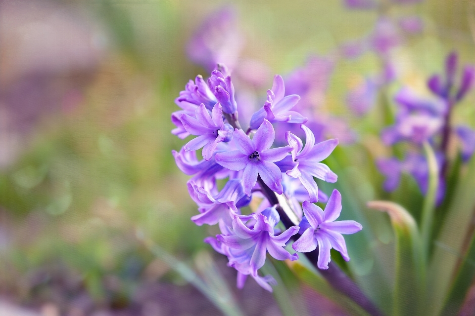 Natura zakład kwiat ziele