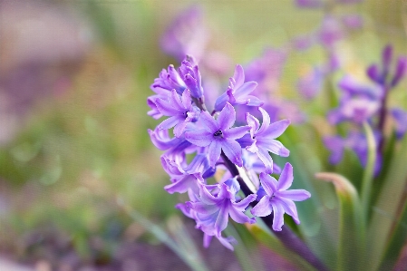 Nature plant flower herb Photo