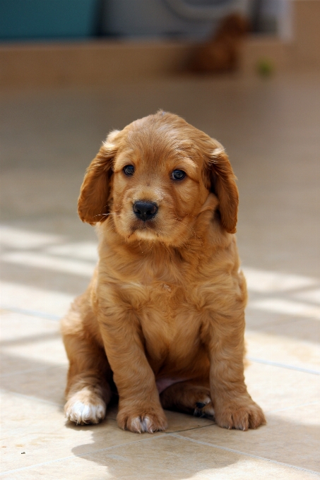 Cachorro perro mascota mamífero