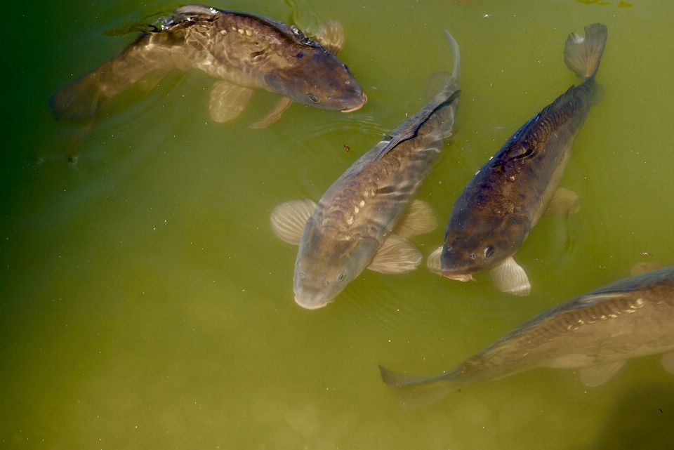 Betrachten wasser teich tierwelt