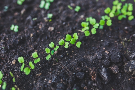 Nature grass plant leaf Photo