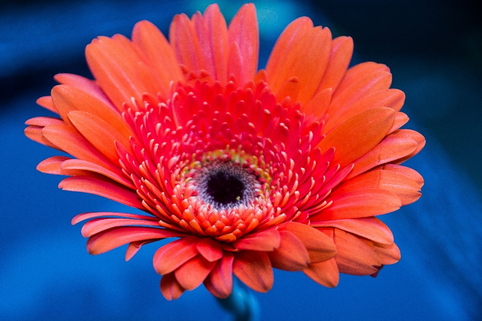 Natura pianta fotografia fiore