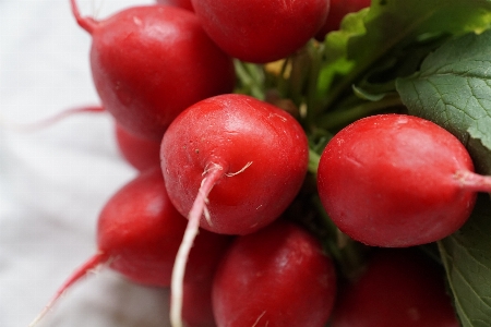 Plant fruit food red Photo