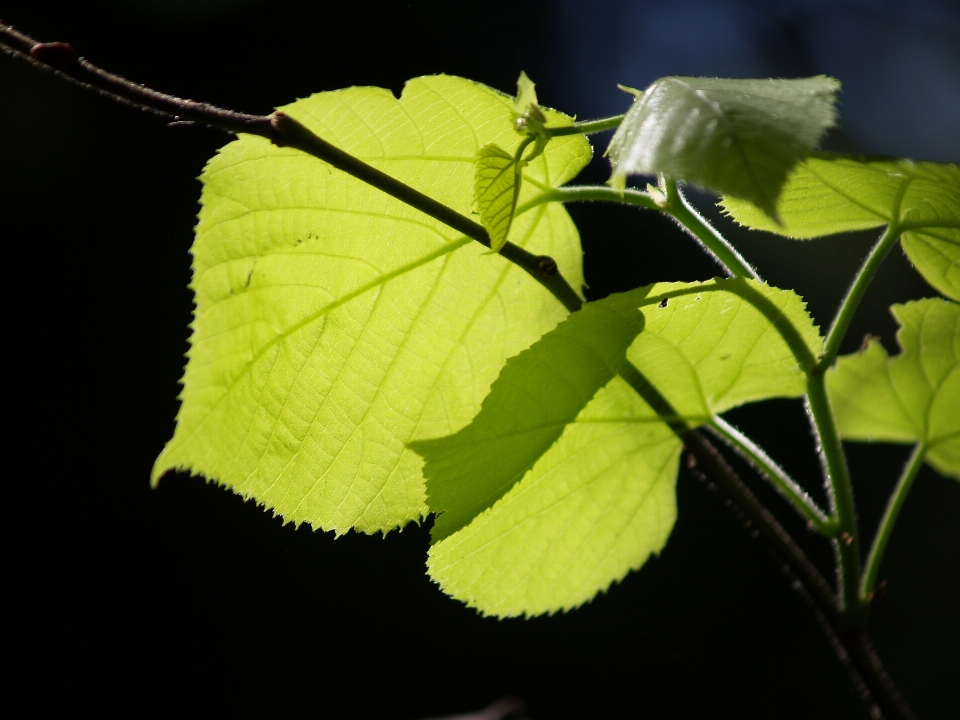 Arbre nature bifurquer usine