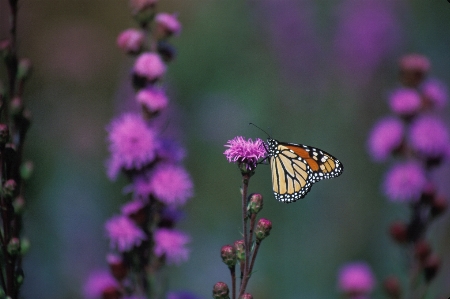 Nature blossom plant photography Photo