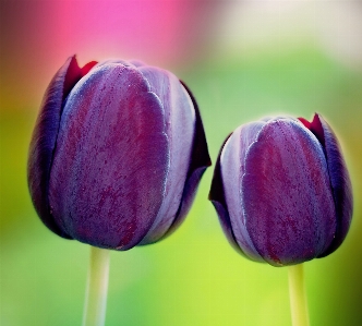 Plant photography flower purple Photo