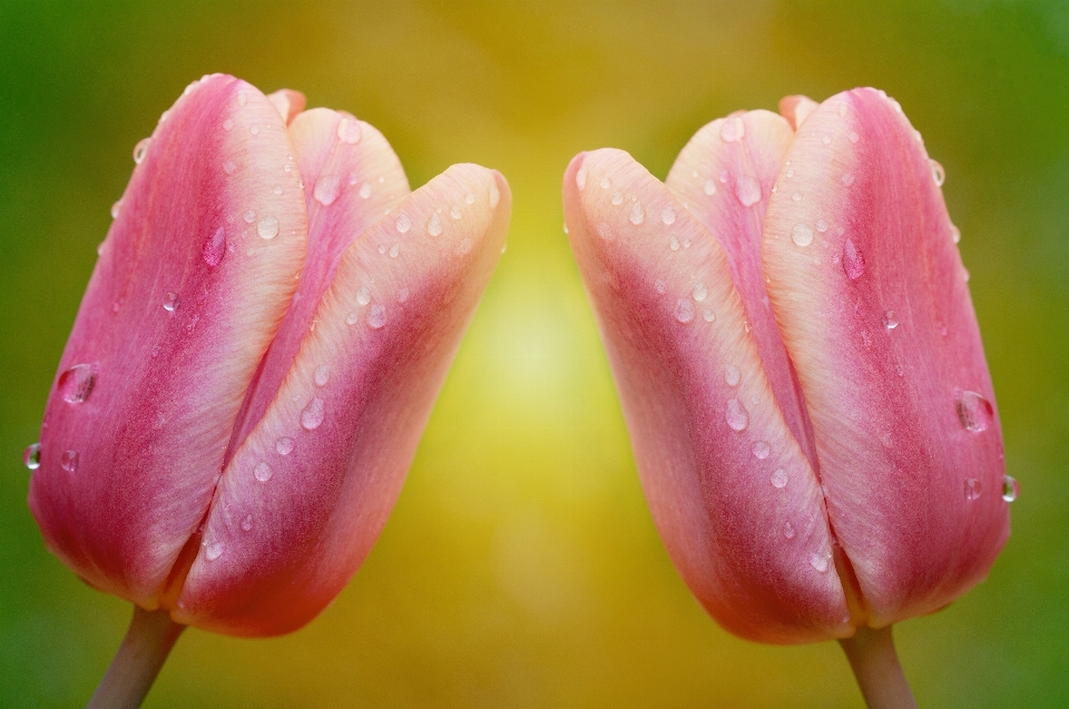 Blüte anlage fotografie blume