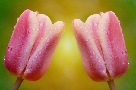 Blossom plant photography flower Photo