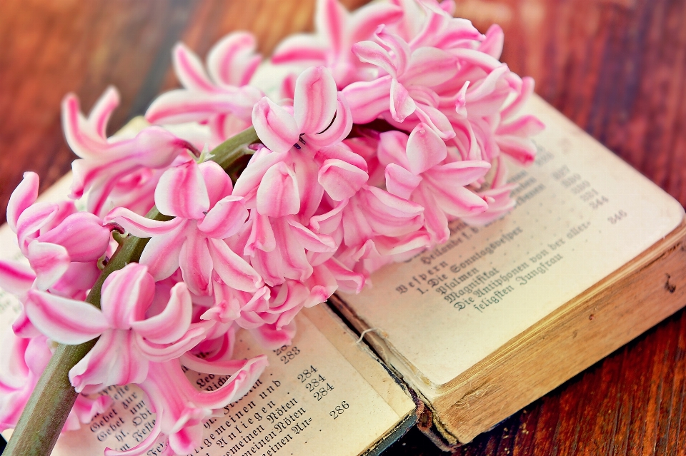 Book plant wood flower